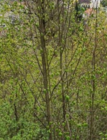 Impfung... Wald...Schokolade...Rotwein...